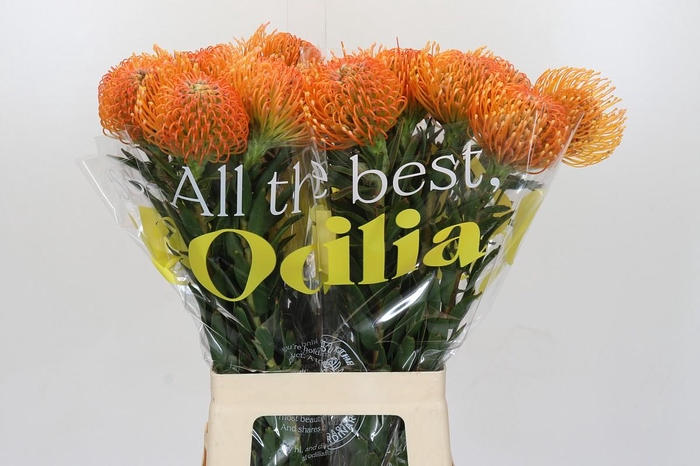 <h4>Nutans Ayoba Peach</h4>