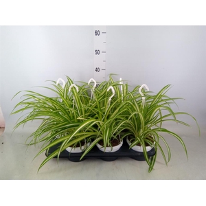 Chlorophytum com. 'Variegatum'