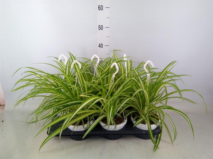 <h4>Chlorophytum com. 'Variegatum'</h4>