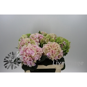 Hydrangea royal grandeur classic