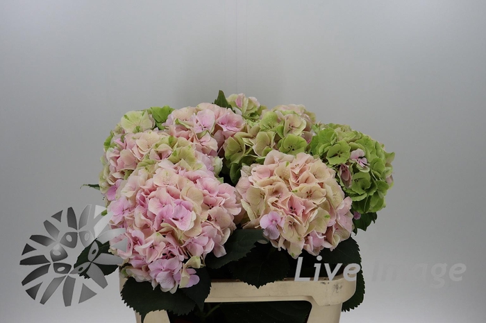 <h4>Hydrangea royal grandeur classic</h4>