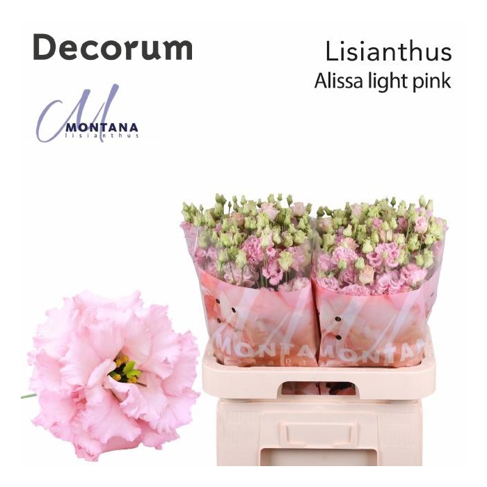 <h4>Eus G Alissa Ligh Pi</h4>