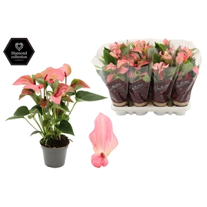 Anthurium 9 cm Matata in Couture Diamond Line Purple sleeve