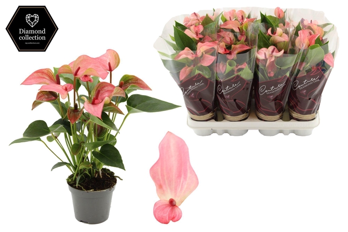 <h4>Anthurium 9 cm Matata in Couture Diamond Line Purple sleeve</h4>