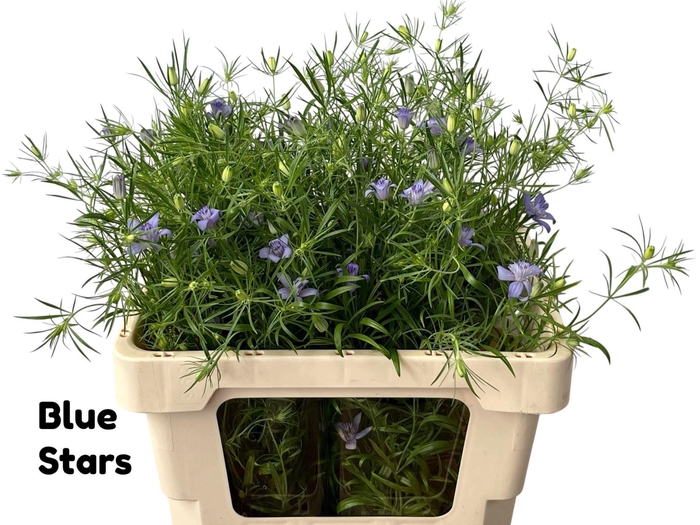 <h4>NIGE BUCHARICA</h4>