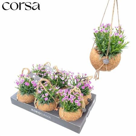 <h4>Dianthus Pink Kisses</h4>