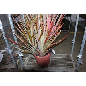ANANAS P45