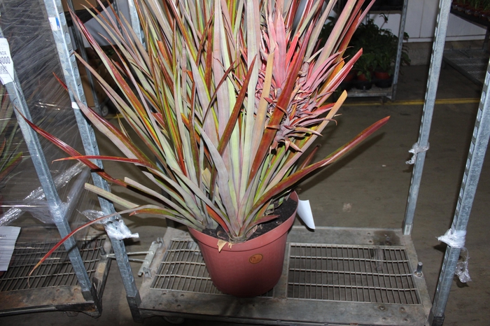 ANANAS P45