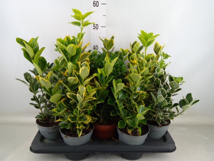 <h4>Euonymus japon.   ...mix</h4>