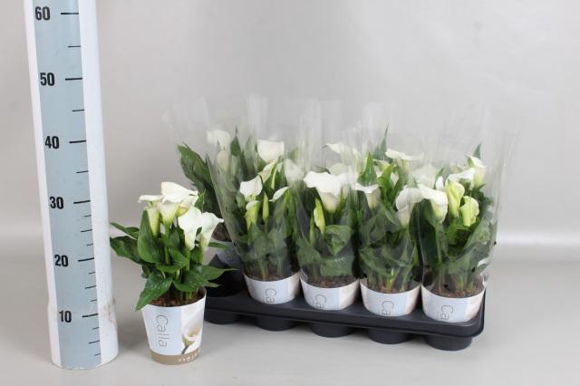 <h4>ZANT CAPT FRESCO</h4>