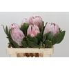 Protea Cynaroides