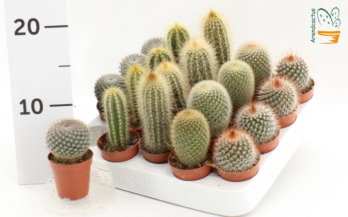 <h4>CACTUS GEM</h4>