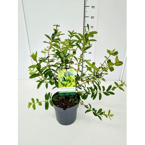 Lonicera
