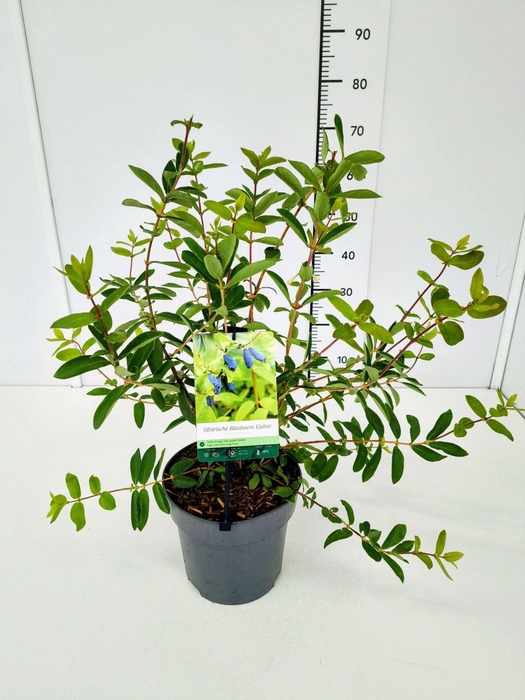 <h4>Lonicera</h4>