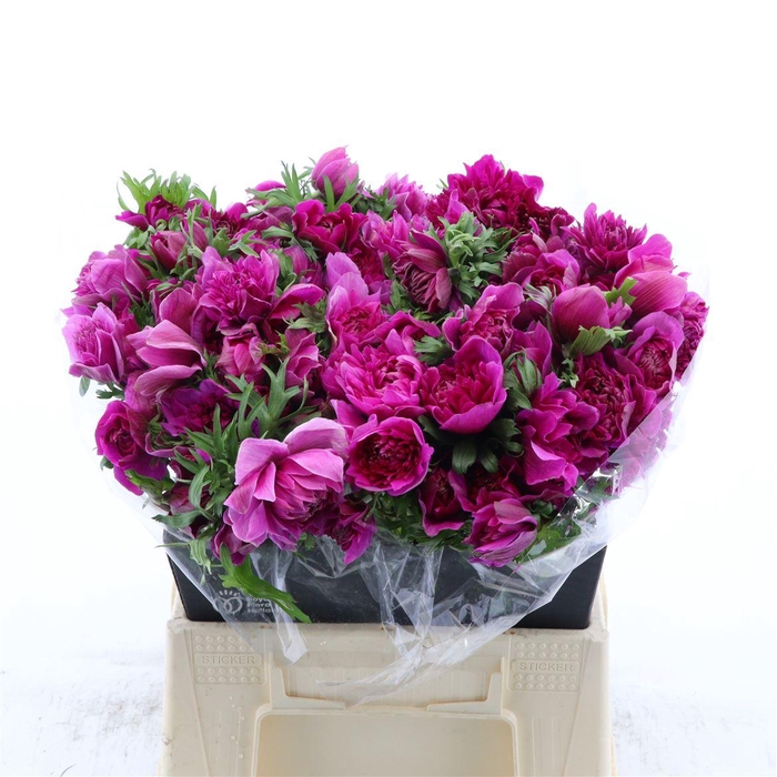 <h4>Anemone Fullstar Bright Rose</h4>
