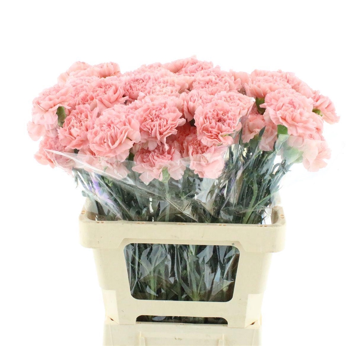 <h4>DI ST MONNALISA</h4>