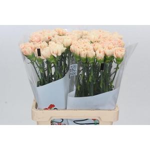 Dianthus St Apple Tea