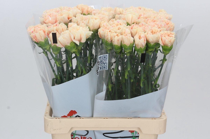 <h4>Dianthus St Apple Tea</h4>