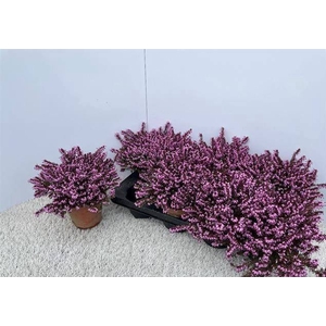 Erica Darleyensis Kramers Rote 13Ø 17cm