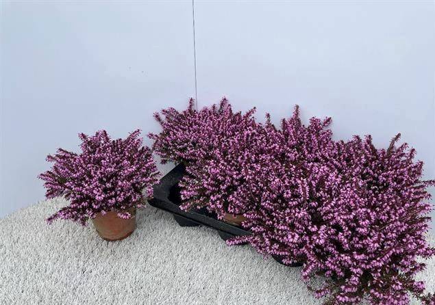 Erica Darleyensis Kramers Rote 13Ø 17cm