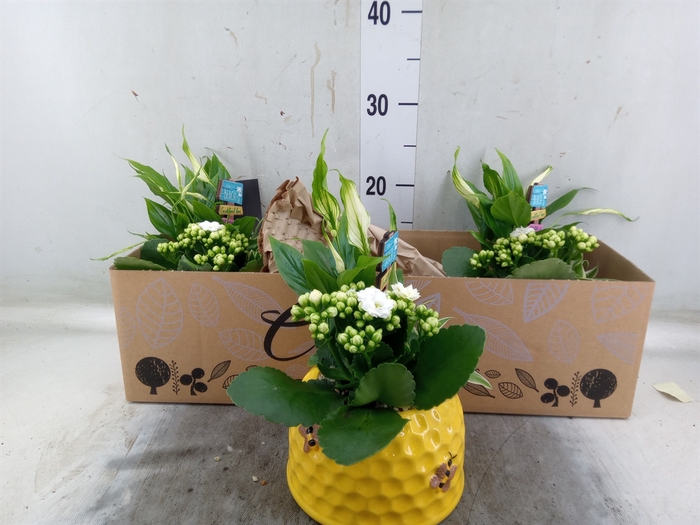 <h4>Arr.   Kamerplant Bloei H%</h4>