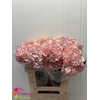 Hydr Super Select Pink 17-18cm CO