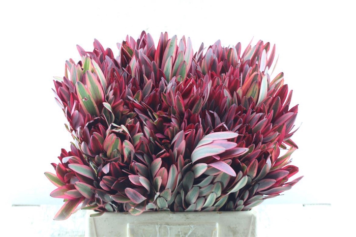 <h4>Leucad Jester</h4>