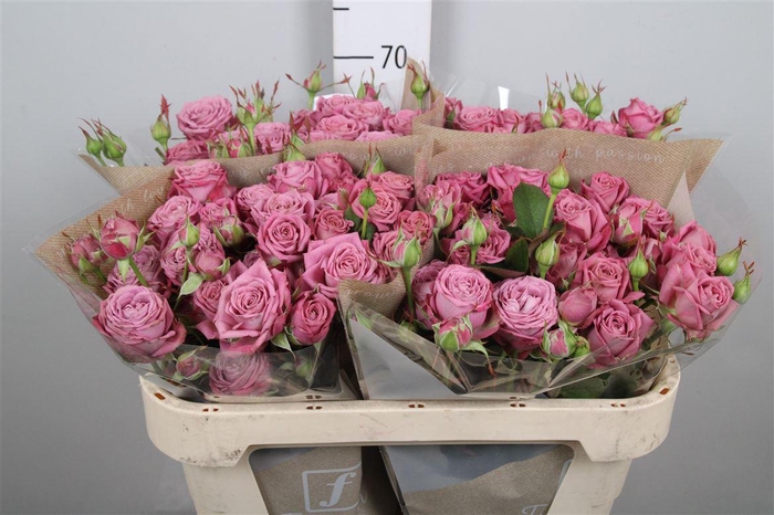 <h4>R Tr Purple Queen X5</h4>