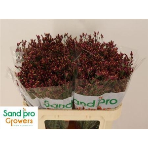 Lim Sin Scarlet Diamond