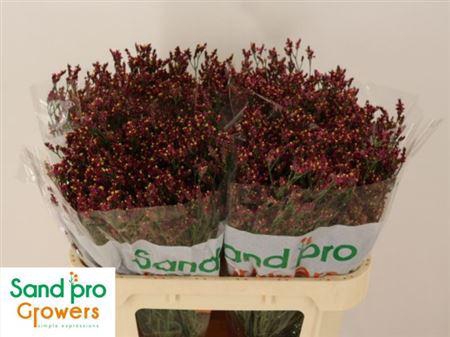 <h4>Lim Sin Scarlet Diamond</h4>