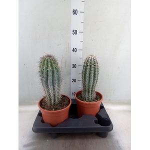Pachycereus pringlei