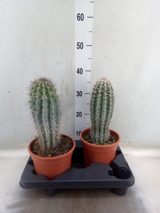 <h4>Pachycereus pringlei</h4>