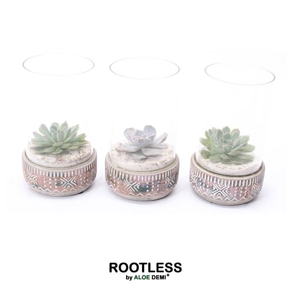 <h4>ROOTLESS Echeveria mix, Deer pot and glass sand</h4>