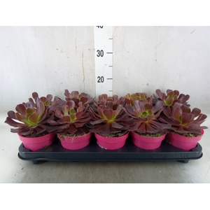 Aeonium arboreum 'Velours'