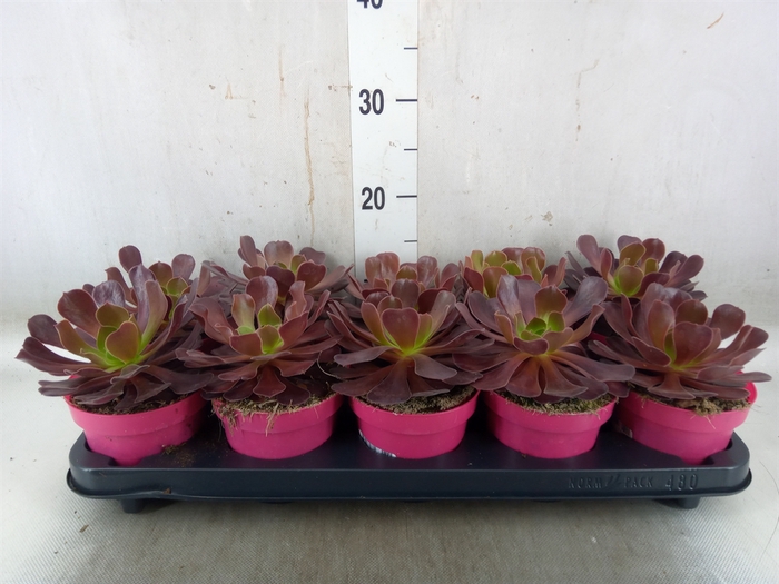 <h4>Aeonium arboreum 'Velours'</h4>