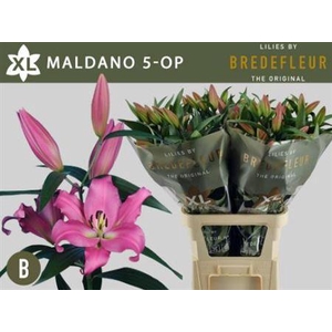 Li Ot Maldano 5+