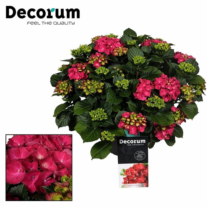 <h4>Hydrangea Red in sierpot 20+ kop (Decorum)</h4>