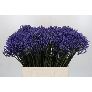 Agapanthus Dr Brouwer