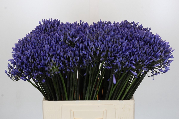 Agapanthus Dr Brouwer