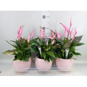 Spathiphyllum  'Bellini'