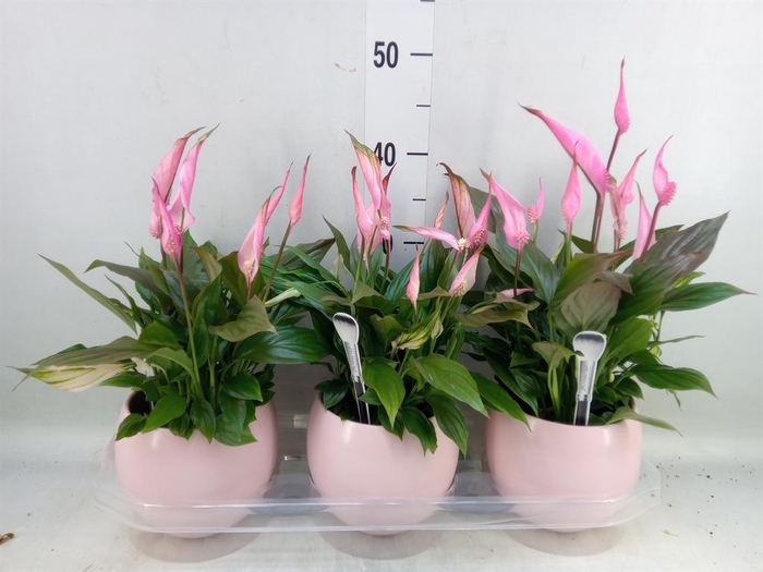 <h4>Spathiphyllum 'Bellini'</h4>