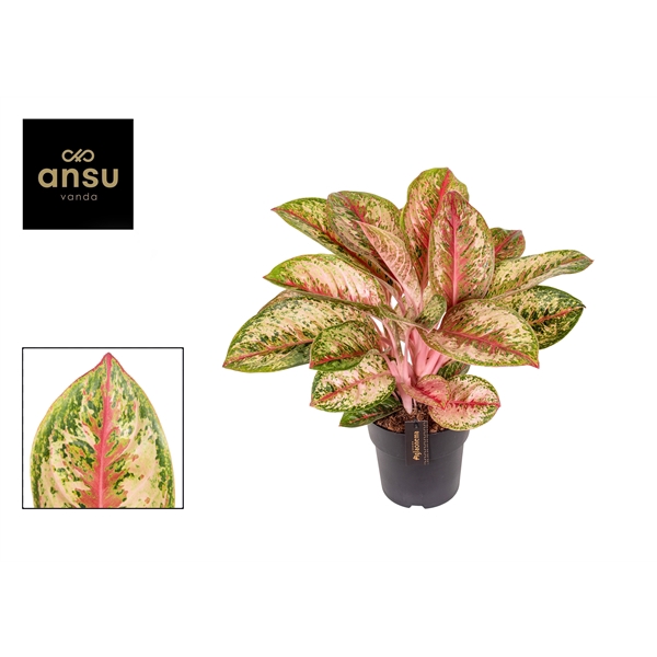 <h4>Aglaonema Painted Celebration</h4>