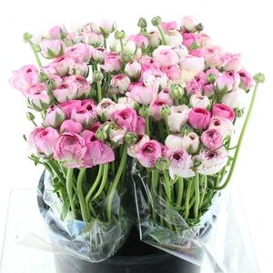 Ran El Cappuccino Pink Extra