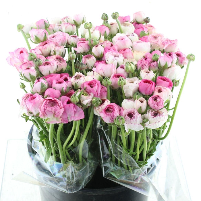 <h4>Ran El Cappuccino Pink Extra</h4>