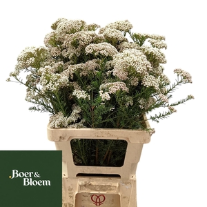 OZOTH COOKS TALL PIN