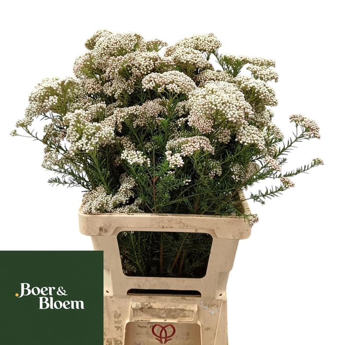 <h4>OZOTH COOKS TALL PIN</h4>