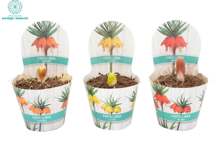 <h4>Fritillaria</h4>