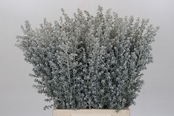 <h4>Kochia (Maireana Sedifolia)</h4>