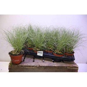 Care C Frosted Curls