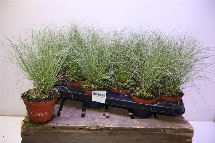 <h4>Care C Frosted Curls</h4>